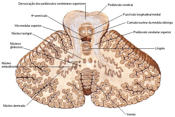 CEREBELO - SECÇÃO NO PLANO DO PEDÚNCULO CEREBELAR SUPERIOR