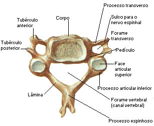 Coluna Cervical