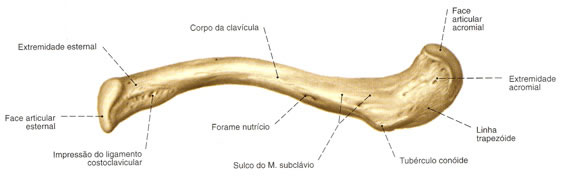Clavícula - Vista Inferior