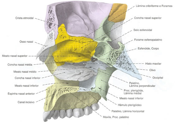 Osso Concha Nasal Inferior associado aos Ossos do Crânio