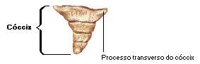 Cóccix - Vista Anterior