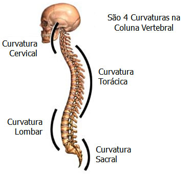 https://www.auladeanatomia.com/upload/htmleditor/colina.jpg