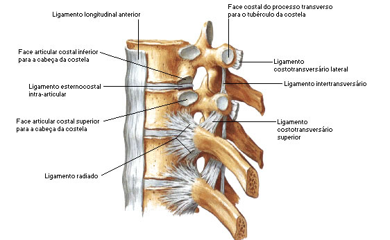 Ligamento Longitudinal Anterior e Ligamento Interespinhal