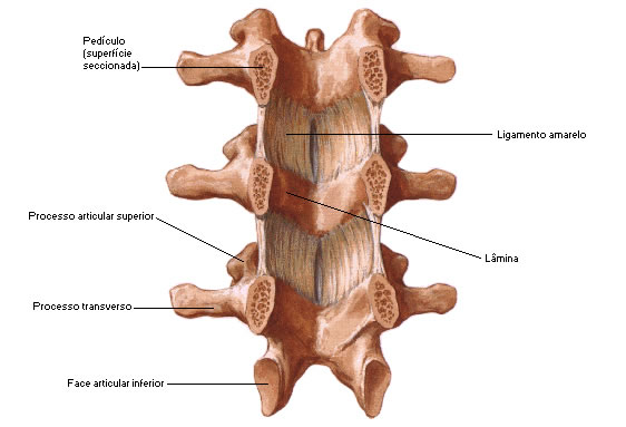 Ligamento Amarelo