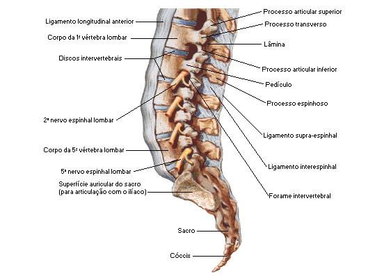 Ligamento Supraespinhal e Ligamento Interespinhal