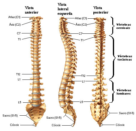 Columna vertebral | Sistemas | Aula de Anatomia