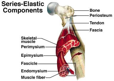 Componentes Anatômicos dos Músculos