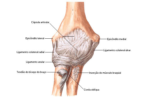 Vista Anterior das Estruturas Articulares do Cotovelo