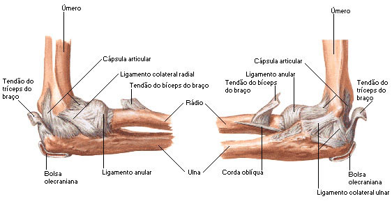 Vista Lateral e Medial das Estruturas Articulares do Cotovelo