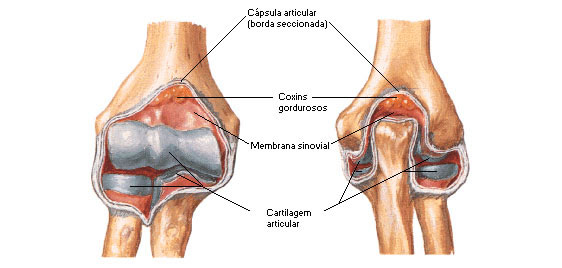 Vista Anterior e Posterior das Estruturas Articulares do Cotovelo