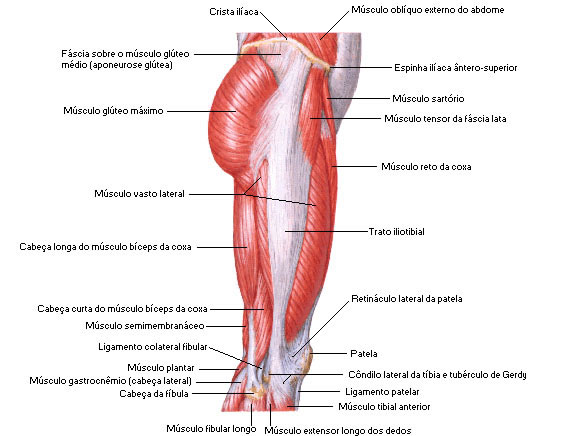Músculos da Coxa - Vista Lateral