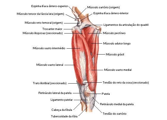 Músculos da Coxa - Vista Anterior - Dissecação Profunda
