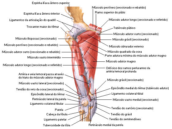 Músculos da Coxa - Vista Anterior - Dissecação Profunda