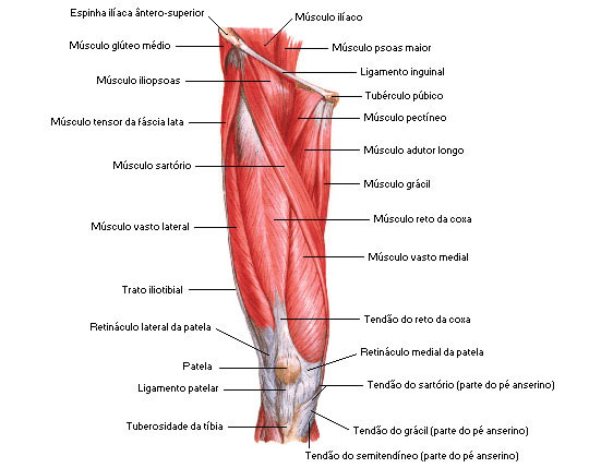 Músculos da Coxa - Vista Anterior - Dissecação Superficial