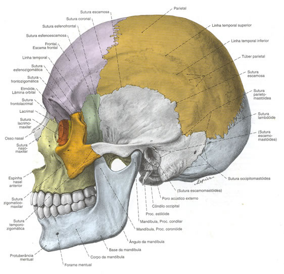 Osso Zigomático associado aos ossos da face