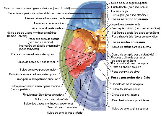 Ossos das Fossas Cranianas