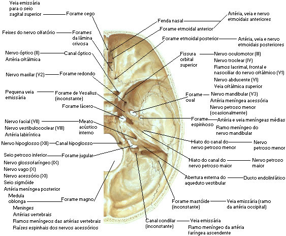 Estruturas das Fossas Cranianas