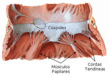 Estrutura das Valvas Atrioventriculares