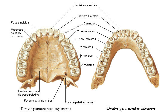 DENTES PERMANENTES