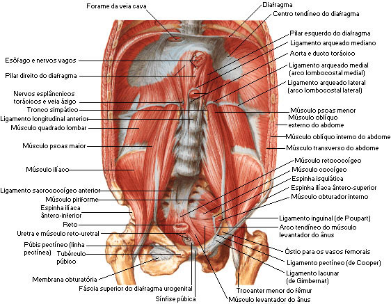 Músculos do Abdome - Vista Interna da Parede Posterior do Abdome