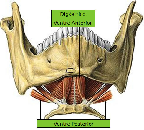 Músculo Digástrico 