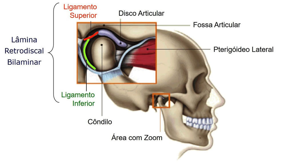 TMJ Joint Disc