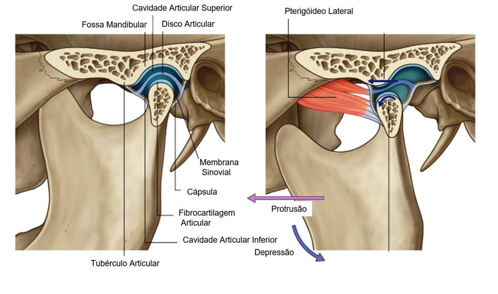 Componentes da Articulação Temporomandibular