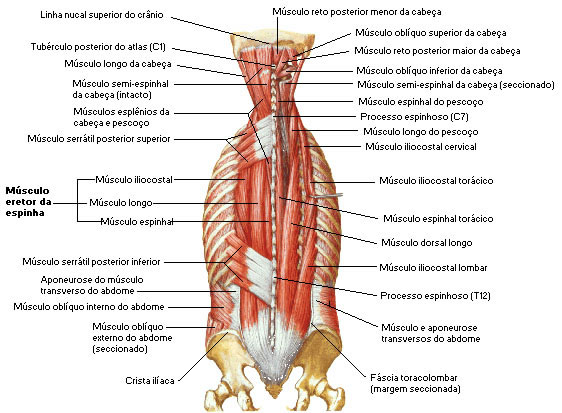 Músculos do Dorso -Vista Posterior - Camada Intermediária