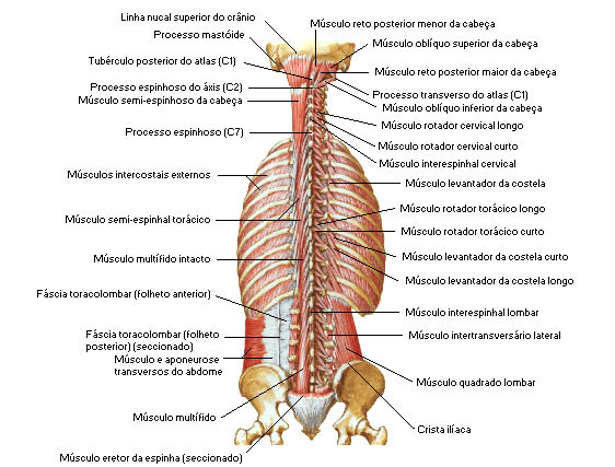 Músculos do Dorso -Vista Posterior - Camada Profunda