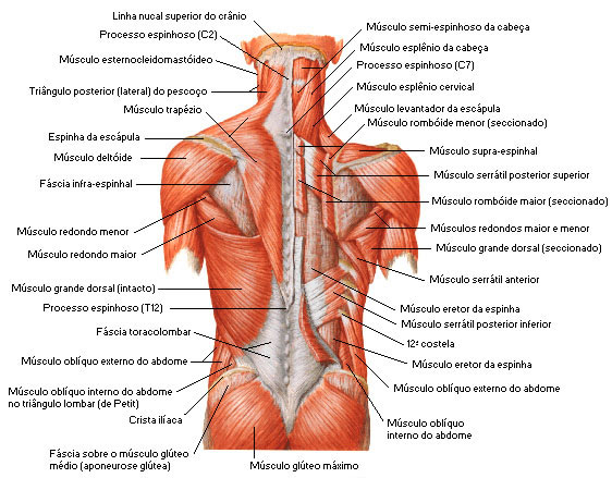 Músculos do Dorso -Vista Posterior - Camada Superficial