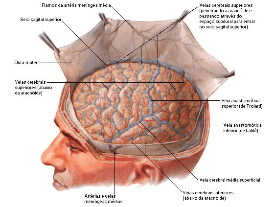 DURA-MÁTER E ARACNOIDE