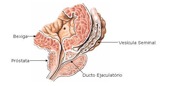 Ducto Ejaculatório