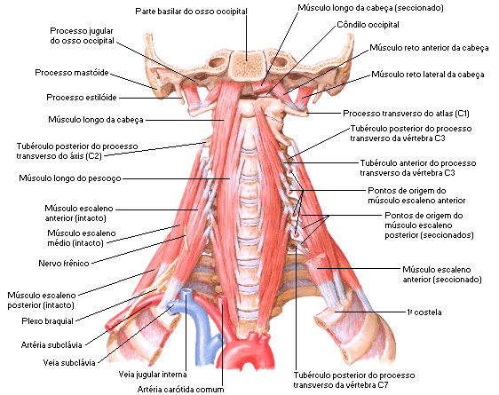 Músculo do Pescoço - Região Pré Vertebral