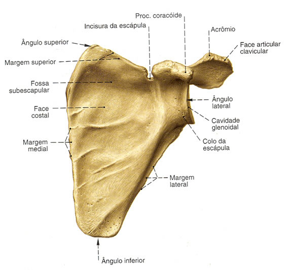 Escápula - Vista Anterior