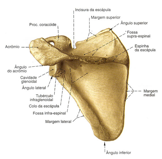 Escápula - Vista Posterior