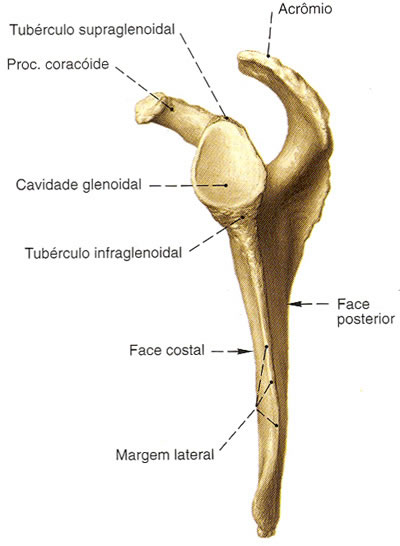 Escápula, Sistemas