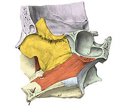 Articulação Septo Nasal