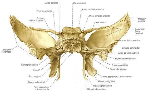 Osso Esfenoide - Vista Posterior