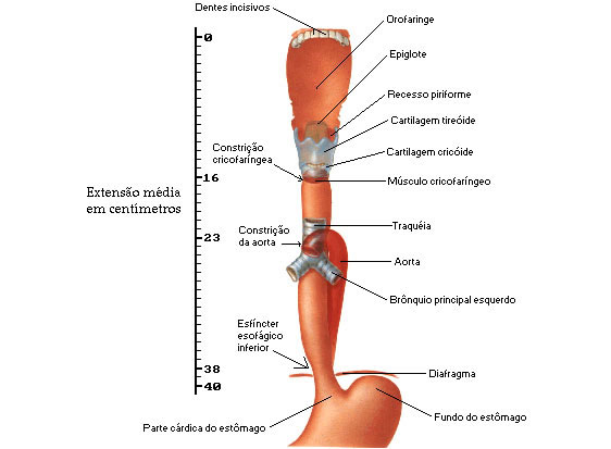 PARTES DO ESÔFAGO