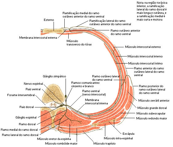 NERVO ESPINHAL TORÁCICO TÍPICO