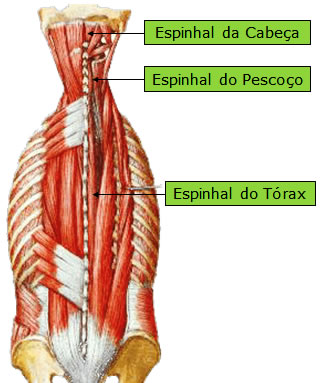 Músculo Espinhal