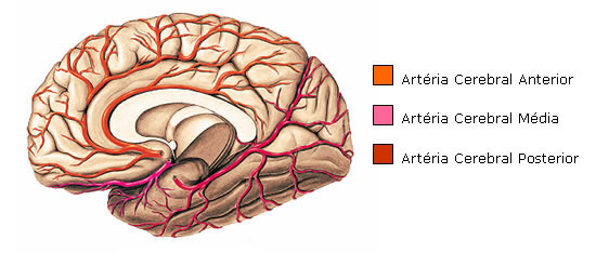 ESQUEMA DAS ARTÉRIAS CEREBRAIS