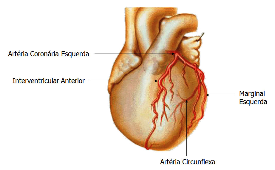 左冠状动脉