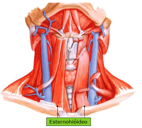 Músculo Esternohioideo