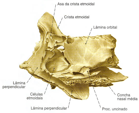 Osso Etmoide - Vista Lateral