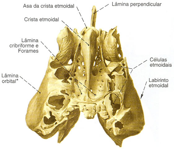 Hueso etmoidal | Sistemas | Aula de Anatomia