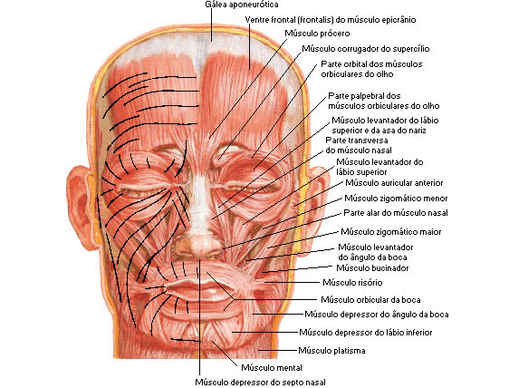 Músculos da Face - Vista Anterior