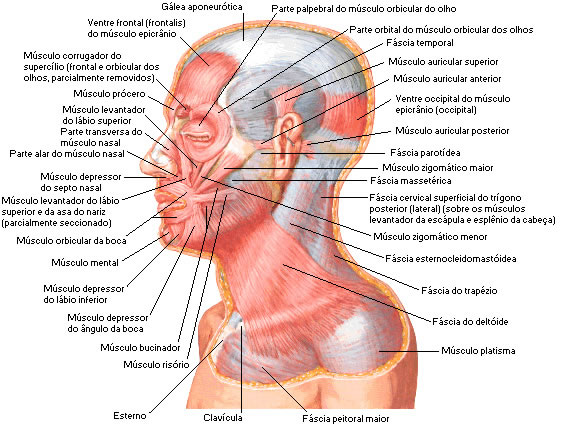 Músculos da face - Vista Lateral