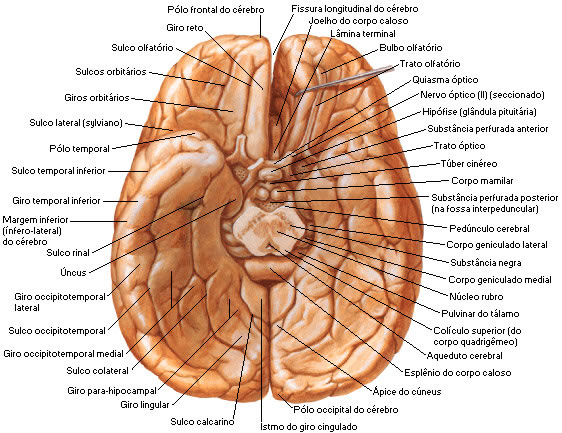 FACE INFERIOR DO CÉREBRO