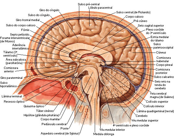 SEPTO PELÚCIDO - VISTA MEDIAL DO CÉREBRO